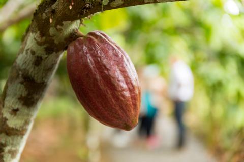 2-in-1 Safari Float and Chocolate Tour Costa Rica